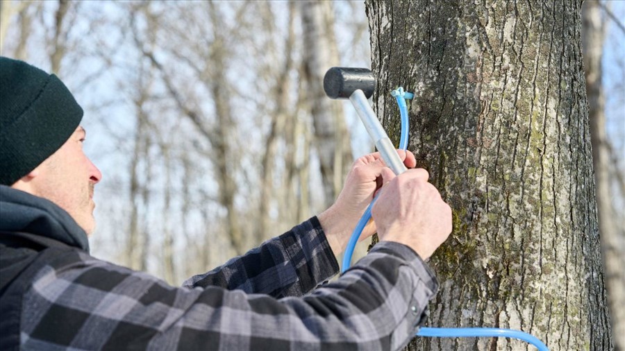 La saison acéricole en Montérégie est lancée 